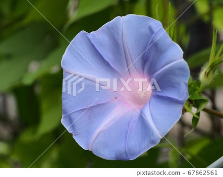 牽牛花花 67862561