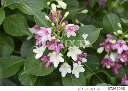 博克斯爾夫 博克斯爾夫 67863068