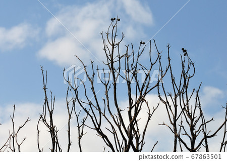 burned branches burned branches 67863501