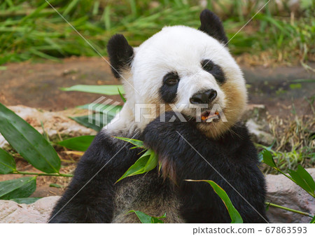 giant panda bear eating 67863593