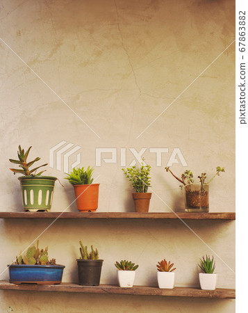 多汁植物 67863882