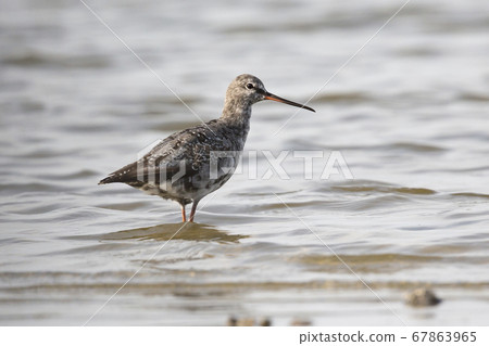 Spotted redshank (Tringa erythropus) at Spotted redshank (Tringa erythropus) at 67863965
