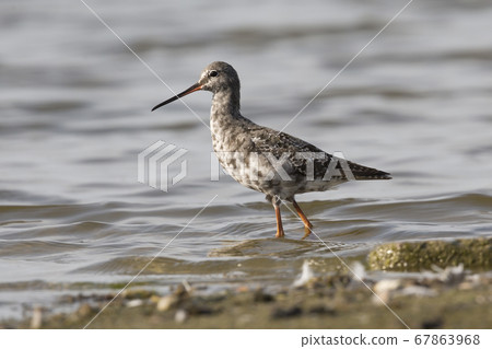 Spotted redshank (Tringa erythropus) at Spotted redshank (Tringa erythropus) at 67863968