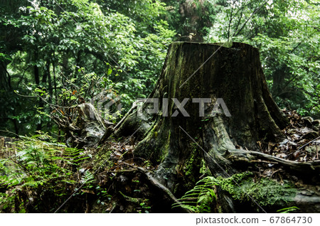 Stubble Stubble 67864730