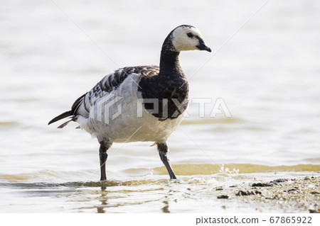 Barnacle goose (Branta leucopsis) at Barnacle goose (Branta leucopsis) at 67865922