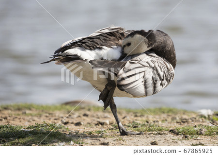 Barnacle goose (Branta leucopsis) at Barnacle goose (Branta leucopsis) at 67865925
