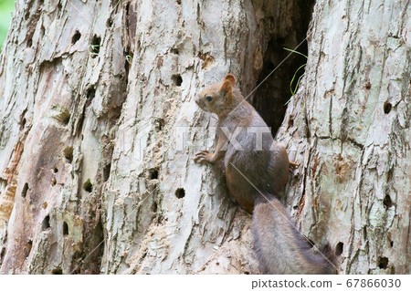 Ezoris that came out from here 67866030