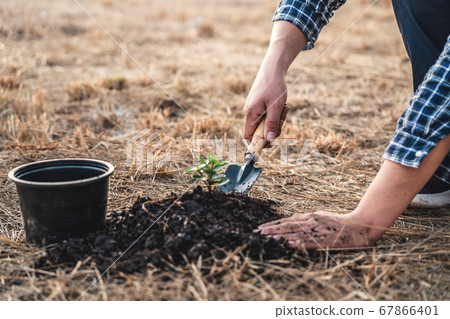 Environment earth day, Hands of man planting the Environment earth day, Hands of man planting the 67866401