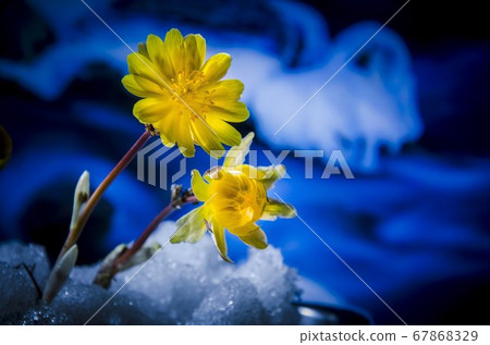 在雪中盛開的花 67868329