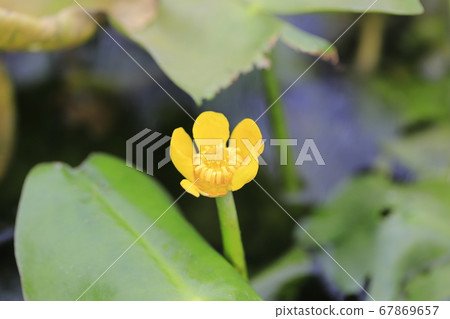 Flower of Kohone 67869657