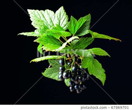Branch of black currant with leaves and ripe Branch of black currant with leaves and ripe 67869701