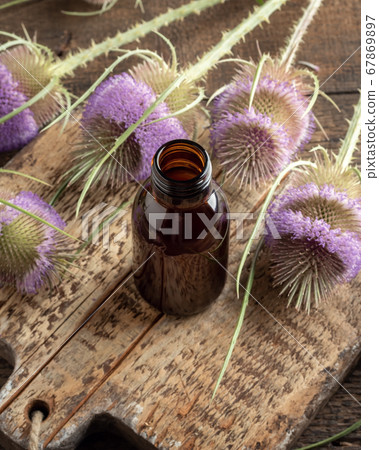 A bottle of tincture with wild teasel flowers A bottle of tincture with wild teasel flowers 67869897