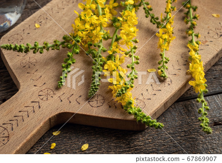 Whole blooming agrimony plant on a table 67869907