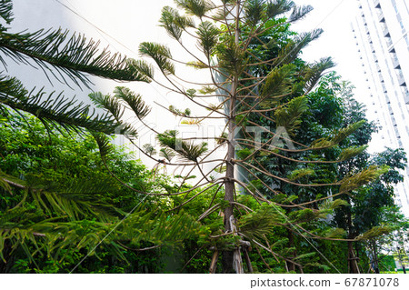 Green conifers in Asia. Gardening of the local 67871078