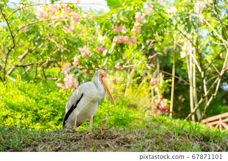 A flock of milk storks sits on a green lawn in a A flock of milk storks sits on a green lawn in a 67871101