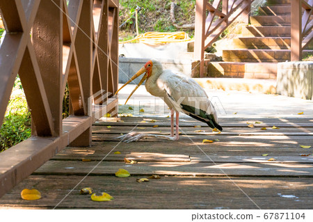 A milk stork sits on the ground with an open beak. A milk stork sits on the ground with an open beak. 67871104