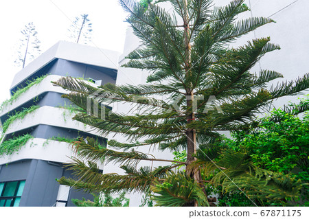 Green conifers in Asia. Gardening of the local 67871175