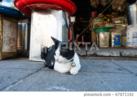 Black-white cat with a bell on a collar, lies on Black-white cat with a bell on a collar, lies on 67871192
