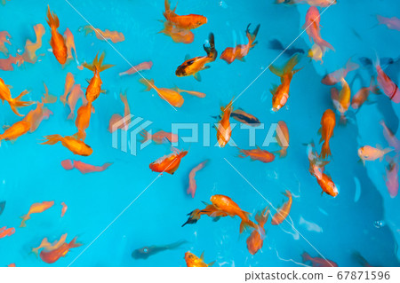 Colored tropical fish in a decorative pond. Orange 67871596
