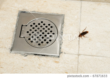 Cockroach in the bathroom near the drain hole. The Cockroach in the bathroom near the drain hole. The 67871633