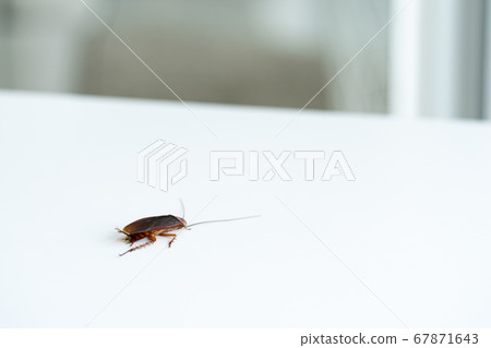 Cockroach on a white kitchen table close up 67871643