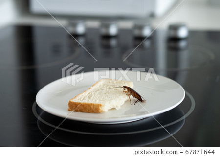 A cockroach is sitting on a piece of bread in a 67871644