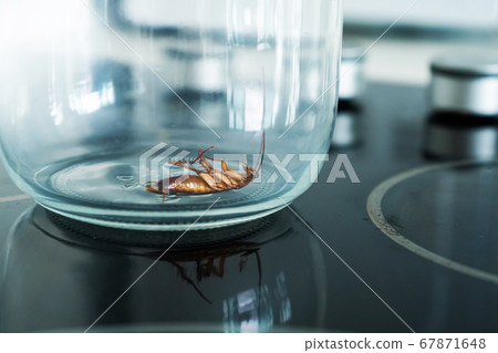 Cockroach in a glass jar in the kitchen Cockroach in a glass jar in the kitchen 67871648