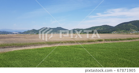 Suncheon Bay Scenery 67871905