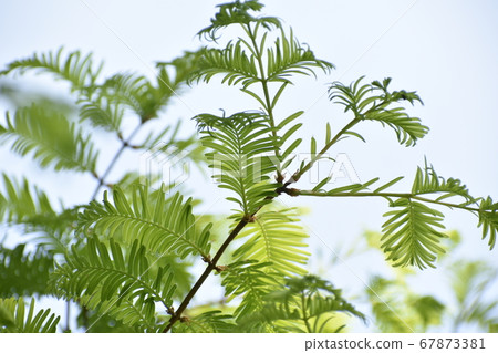 Metasequoia Metasequoia 67873381