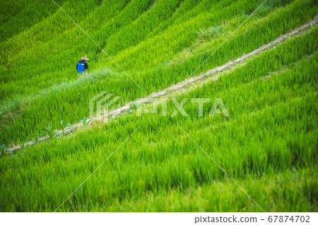 Spraying bug and weed killer chemical on Spraying bug and weed killer chemical on 67874702