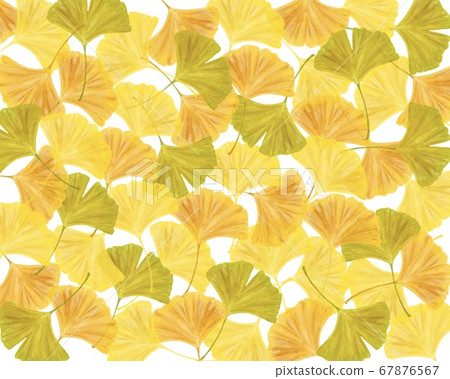 Watercolor-style illustration of ginkgo spread Watercolor-style illustration of ginkgo spread 67876567