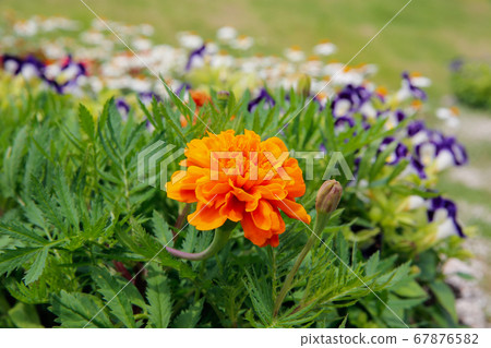 萬壽菊和鮮花 67876582