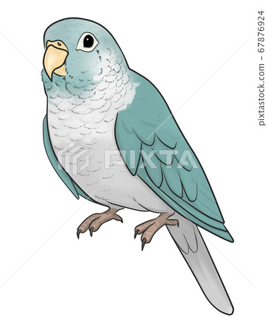 Uroko parakeet Uroko parakeet 67876924