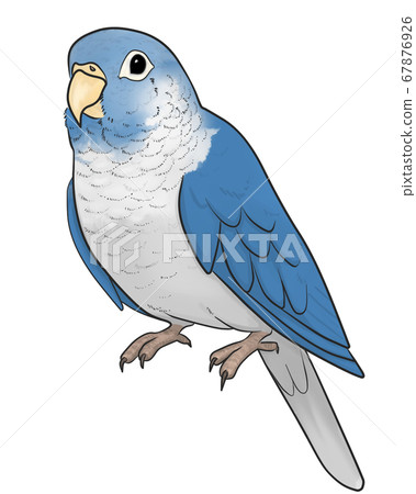 Uroko parakeet Uroko parakeet 67876926