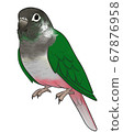 Uroko parakeet 67876958
