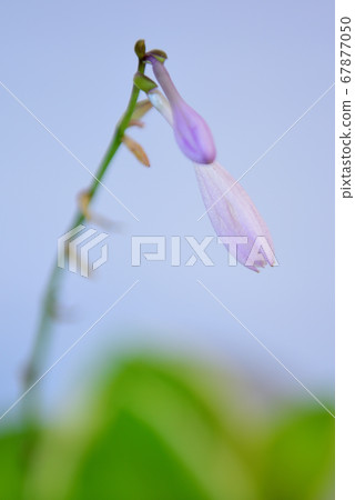 盆栽的多彩綠色玉host 67877050