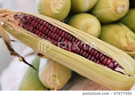 玉米 玉米 67877488