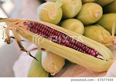 玉米 玉米 67877489