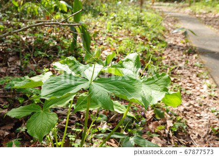 Aomino enrei sou 67877573