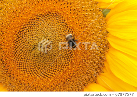 Sunflower and bee Sunflower and bee 67877577