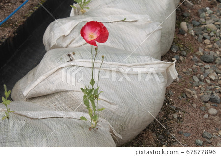 花開在沙袋裡 67877896