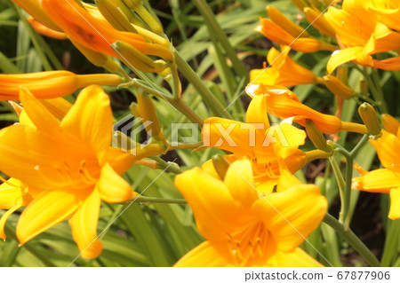 明亮的黃色花 67877906