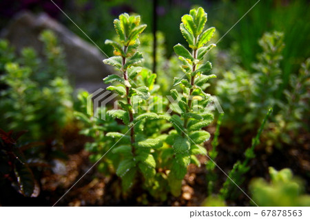 Garden of Flowers 5 67878563