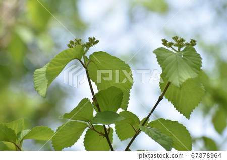 Viburnum Viburnum 67878964