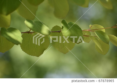 假髮 假髮 67878965