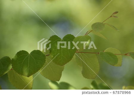 假髮 假髮 67878966