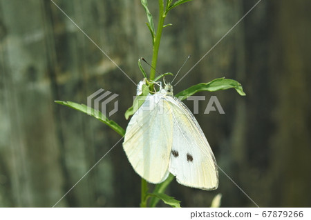 Pieris perch on a plant stem 67879266