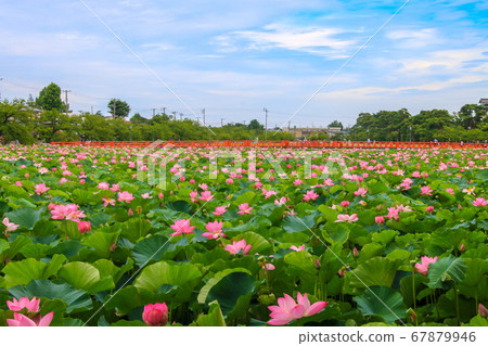 高田公園 67879946