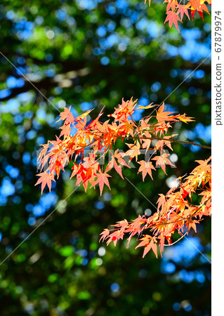 Autumn landscape autumn leaves Autumn landscape autumn leaves 67879974