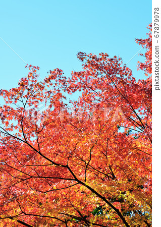 Autumn landscape autumn leaves 67879978